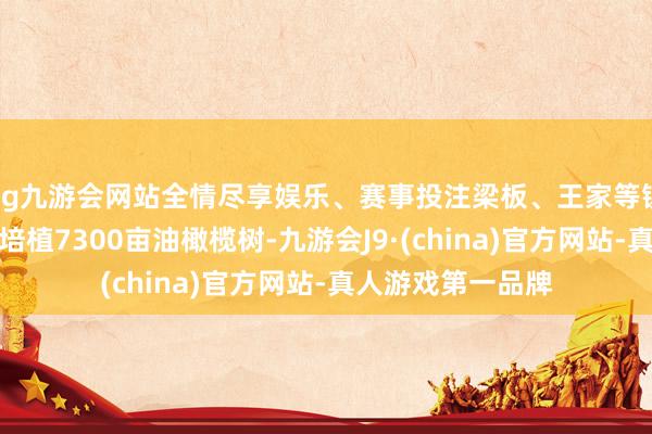 ag九游会网站全情尽享娱乐、赛事投注梁板、王家等镇在荒山坡上连片培植7300亩油橄榄树-九游会J9·(china)官方网站-真人游戏第一品牌